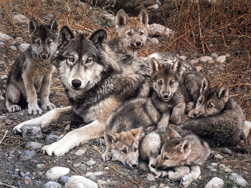 Cómo nacen los lobos