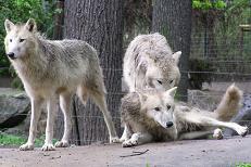 Grupo de lobos