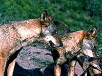 Foto de lobos ibéricos